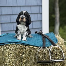 Big Lex - Black white and tan female English Springer Spaniel puppy in Barnstead, New Hampshire from C & S Farms