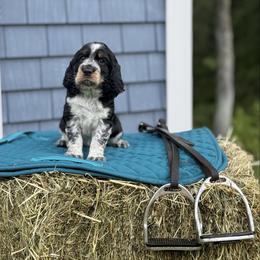 Big Lex - Black white and tan female English Springer Spaniel puppy in Barnstead, New Hampshire from C & S Farms