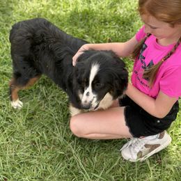 James - Black tri male Miniature Australian Shepherd puppy in Doddridge, Arkansas from Huddleston Farm