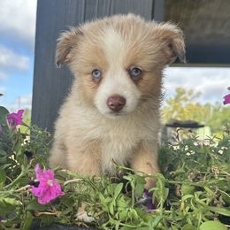 RMF (pink) - Red merle Miniature Australian Shepherd puppy in Deridder, Louisiana from AussieSmiths