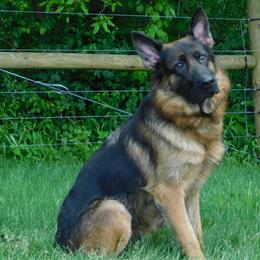 Zoe - German Shepherd