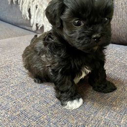 Assorted Doodle Crosses and Pekingese Puppies from Wild Flower Pekingese