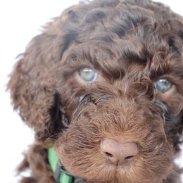 Goldendoodles and Poodles from Brugger’s Doodles and Poodles