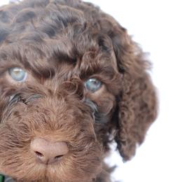 Goldendoodles and Poodles from Brugger’s Doodles and Poodles