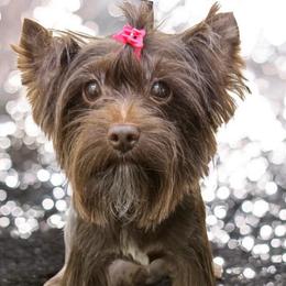Skye - Yorkshire Terrier