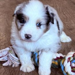 Paddy - Blue merle male Australian Shepherd puppy in Celina, Tennessee from CumberlandRidge Australian Shepherds