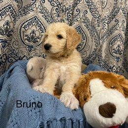 Goldendoodle and Poodle Puppies from Milley’s Poodles and Doodles