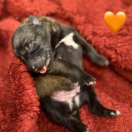Orange - Fawn sable male Belgian Malinois puppy in Boise, Idaho from Wings of Freedom Retrievers and Malinois