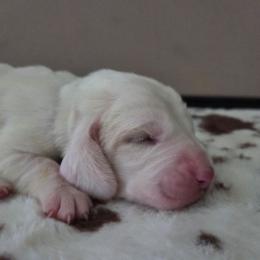 Birdie - Lemon and white female Basset Hound puppy in Denison, Texas from Emma Lou's Baby Bassets