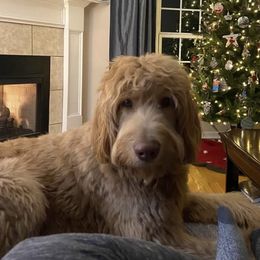 Ollie - Assorted Doodle Crosses