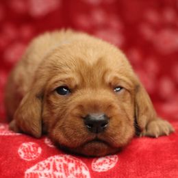 Basset Fauve de Bretagne and German Wirehaired Pointer Puppies from Afterhours German Wirehaired Pointers and Basset Fauve de Bretagne