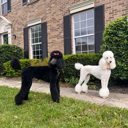 Posha - Poodle