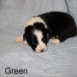 Shishoto -Green - Black and white male Border Collie puppy in Crawfordsville, Indiana from Rescued Dreams Border Collies
