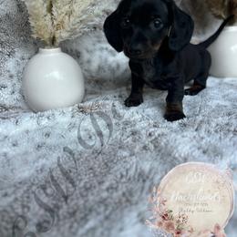 Dachshund Puppies from CSW Dachshunds
