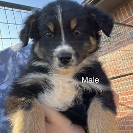 Navy - Black Australian Shepherd puppy in Guthrie, Oklahoma from Robertson’s Aussies