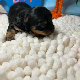 Boy 1 (1800) - Black and tan male Yorkshire Terrier puppy in Douglas, Georgia from Southern Georgia Yorkies and biewers