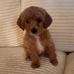 Butterfly - Cream female Goldendoodle puppy in Payson, Utah from Country Sky Doodles