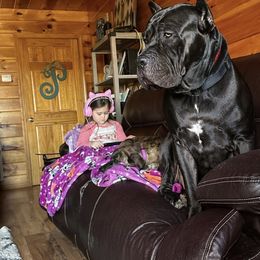 Biewer Terrier, Cane Corso, and Yorkshire Terrier Puppies from Exotic Yorkie Imports & Cessna Cane Corso