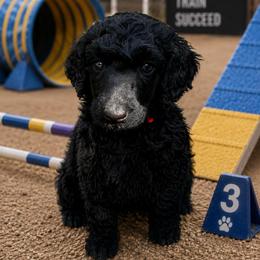 BERT - Black male Poodle puppy in Thornton, Colorado from Shandy Poodle