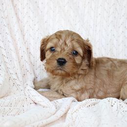River - Apricot male Cavapoo puppy in Lewisburg, Pennsylvania from Cinda's Cavapoos