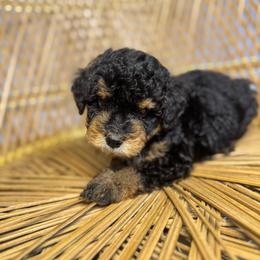 Male 2 - Tri-color male Bernedoodle puppy in Belgreen, Alabama from Scott’s Farm Poodles and Doodles