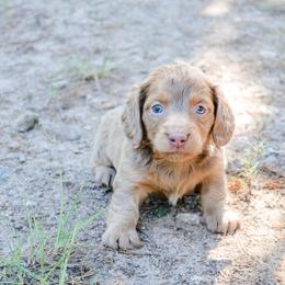 Bree - Fawn (isabella) and tan female Dachshund puppy in Eufaula, Alabama from B’s Dachshunds