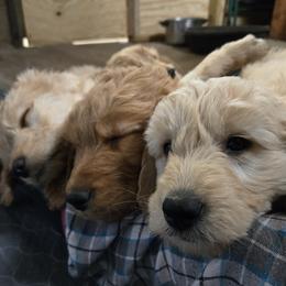 Goldendoodle puppies from Caldron Falls Doodles and Poodles