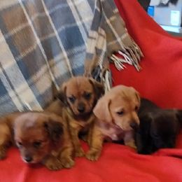 Dachshund Puppies from Elzy Family