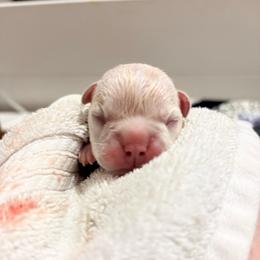 Espresso - Cream male French Bulldog puppy in Opelika, Alabama from Fancy Face Frenchies