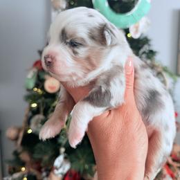 Aspen - Blue merle female Toy Australian Shepherd puppy in Greensboro, North Carolina from Rambling L Toy& Mini Aussies
