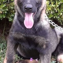 German Shepherds from Jackson's Dehaus Kennels