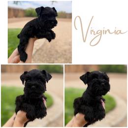 Virginia AKC - Black female Miniature Schnauzer puppy in Victorville, California from West Coast Royal Miniature Schnauzer