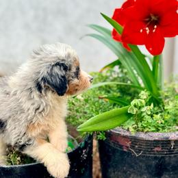 Hazel - Blue merle female Aussiedoodle puppy in Eastman, Georgia from Dood B Ranch