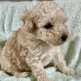 Baby boy - White male Poodle puppy in Rockvale, Tennessee from Cosmic Chinese Cresteds & Wind-Echo Poodles