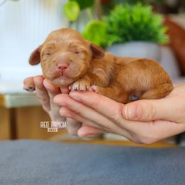 Honeycomb - Red  female Goldendoodle puppy in Salado, Texas from Red Ranch Dogs