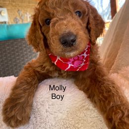 Goldendoodle Puppies from Doodletimetx