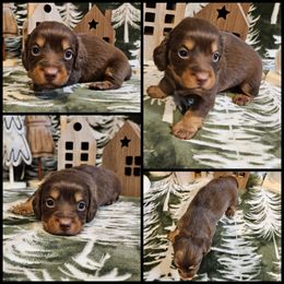 Chocolate Girl - Chocolate and tan female Dachshund puppy in Panama City Fl, Florida from Southern Bliss Doxies