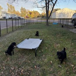 Poodle Puppies from Foot Hills Amazing Poodles