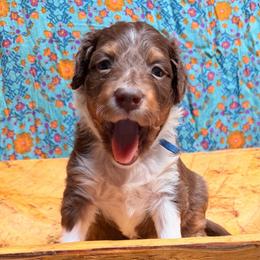 Golden (blue) - Red tri-color female Aussiedoodle puppy in Watertown, Wisconsin from Little Bear Paws Aussiedoodles