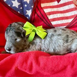 Rowlf- green boy - Blue merle male Aussiedoodle puppy in Midlothian, Texas from Gray Doodles