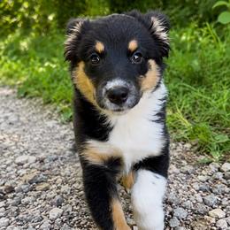 Daphne - Black tri female Miniature Australian Shepherd puppy in Macomb, Missouri from Show Me MO Aussies