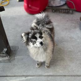 Daisy - Blue merle female Pomeranian puppy in El Sobrante, California from Little Lovers Kennels, LLC