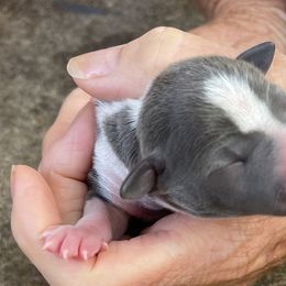 Boy 3 - Blue Italian Greyhound puppy in Myrtle Creek (3 Hr South Of Portland), Oregon from Ziggy's Iggys Northwest