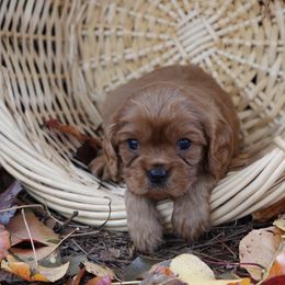 Stanton - Ruby male Cavalier King Charles Spaniel puppy in Lula, Georgia from Cavaliers by Crumley