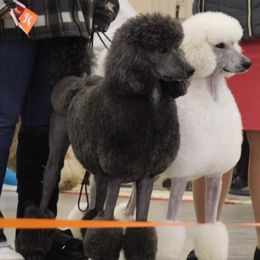 Poodles from Lafayette Standard Poodles