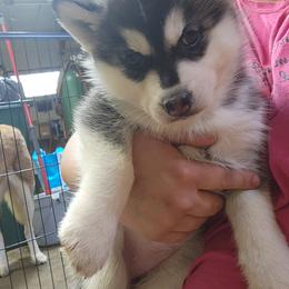 Siberian Husky Puppies from Spirit of the Moon Siberians