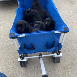 Labrador Retriever Puppies from Westport Labradors