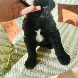 Sheepadoodle Puppies from Boujie Doo’s