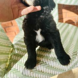 Sheepadoodle Puppies from Boujie Doo’s