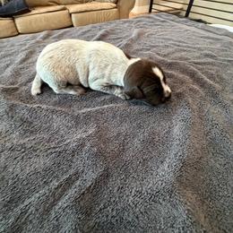 Boy 5 - Brown and gray male Wirehaired Pointing Griffon puppy in Shelley, Idaho from Western Gundogs